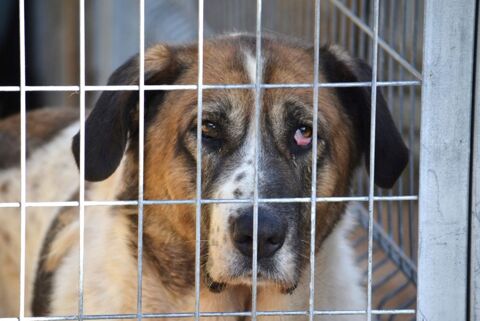 DAGA, Merveilleuse mastine de 8 ans fidèle et attachante 195 24140 Douville
