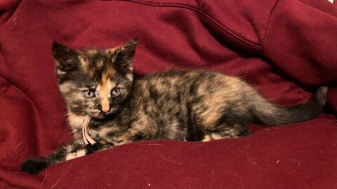 Chatons croisés Maine coon à l'adoption 
1 mâle 2 femelles 450 59150 Wattrelos