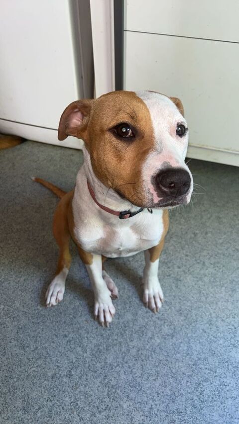 American pitbull terrier ( red noz ) 8 mois 34000 Montpellier