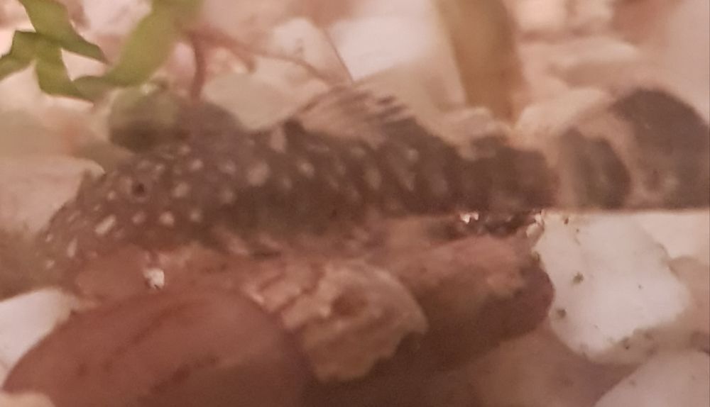   Aancistrus, escargots nés dans mon aquarium. 