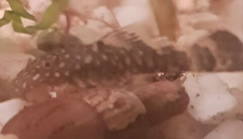 Aancistrus, escargots n&eacute;s dans mon aquarium. 1 76410 Saint-aubin-lès-elbeuf