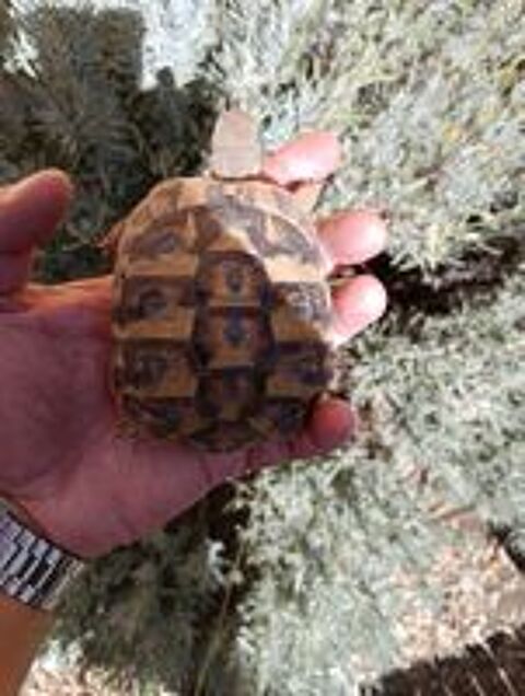   Tortue de terre de 5 ans  