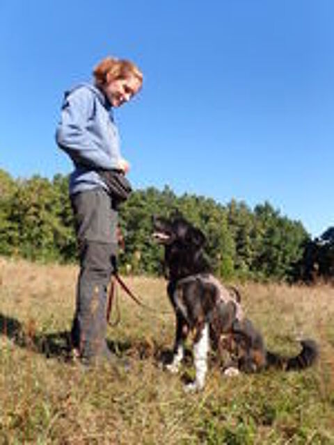   Grisette à l'adoption 