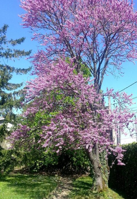 GARDE TOUTOU 0 69390 Millery