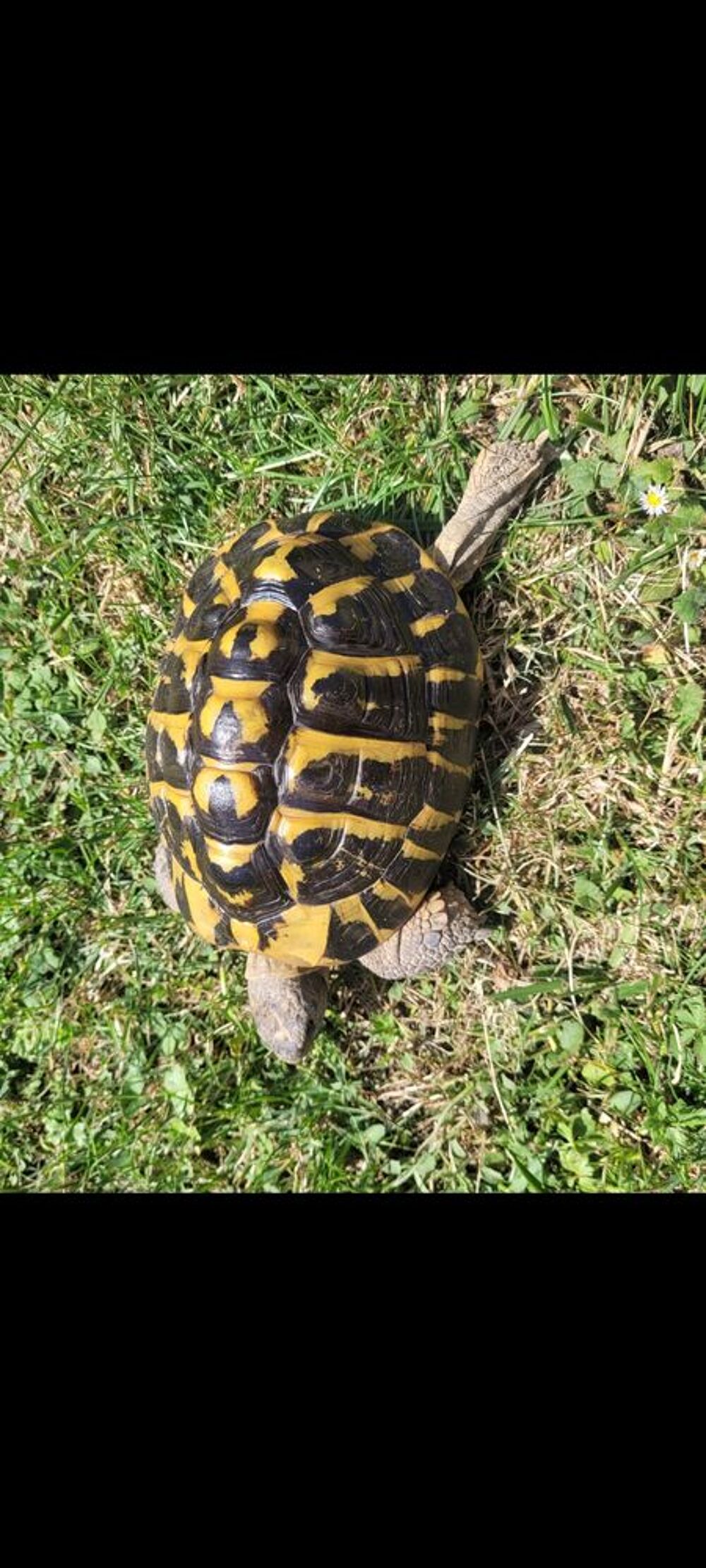   Tortue mâle de 20 ans  