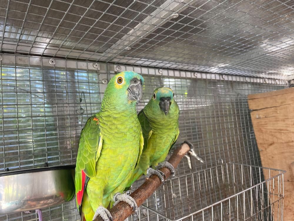   Perroquet amazone à front bleu mâle de 9 ans EAM 
