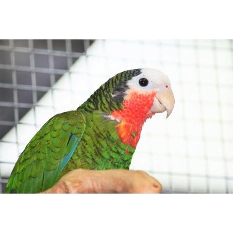 Amazone de cuba femelle epp 2014 avec box offerte! 35136 Saint-jacques-de-la-lande