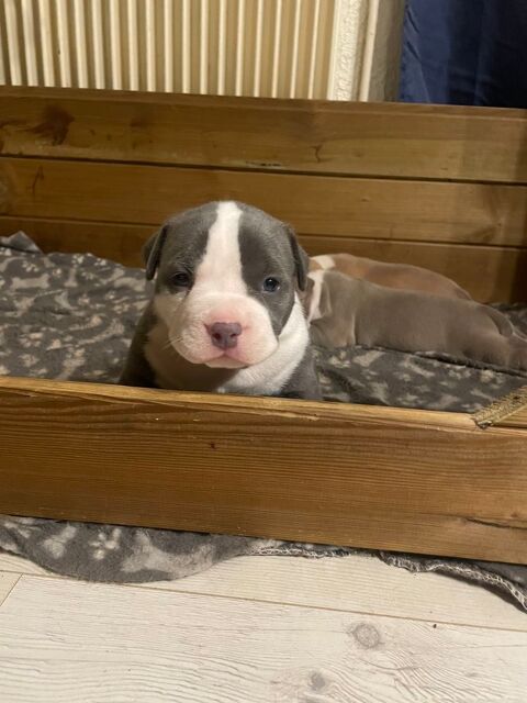 Chiot bully 0 26140 Albon