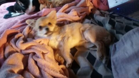 petit chien cherche nouveau maison 200 87230 Les cars