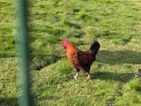   Coq marans 