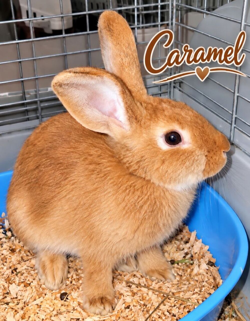   ? À L'ADOPTION LAPIN CARAMEL CHERCHE SA FAMILLE POUR LA VIE 