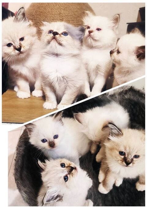 Magnifique chatonnes Sacré de Birmanie Loof 1500 83600 Frjus
