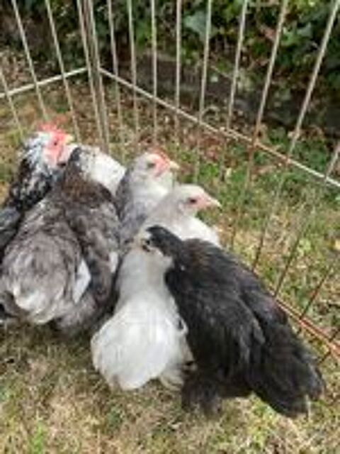   Jeune poule et coq Pékin  