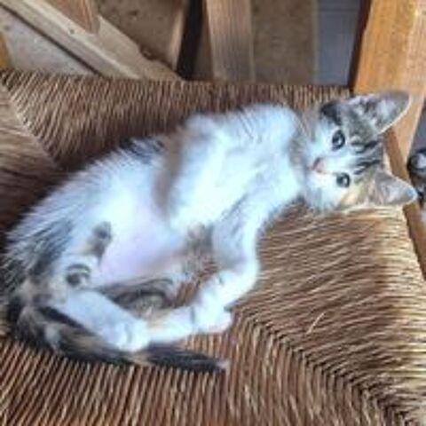   TINA 