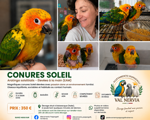 Conures Soleil EAM Bagu&eacute;es, sex&eacute;es ADN, sevr&eacute;es 350 06500 Menton