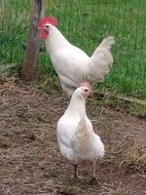   OEUFS FECONDES DE POULES DE BRESSE GAULOISES BLANCHES 