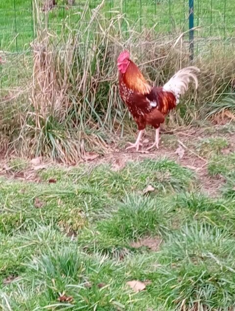 Couple Lehmann brown et acajou  22 71590 Gergy