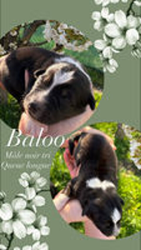   Chiots bergers australiens lof  