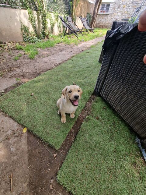 Donne chiots gratuits 0 19100 Brive-la-gaillarde