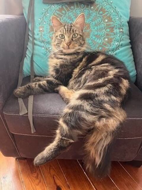 Divin jeune et joli chat poils mi longs cherche famille 120 11000 Berriac