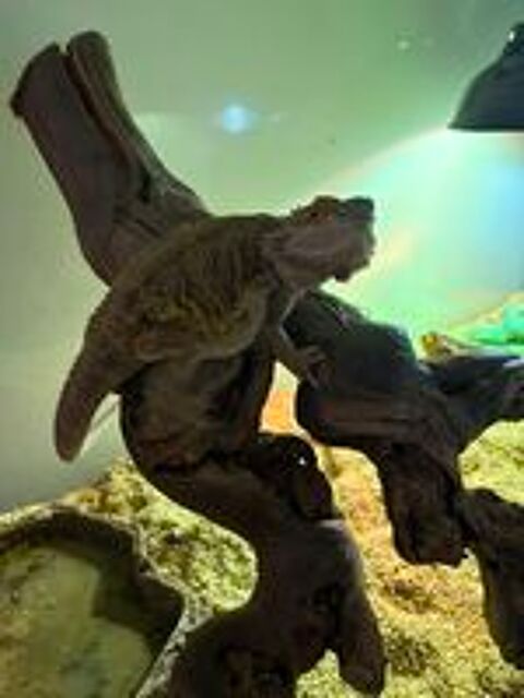   POGONA + Terrarium  