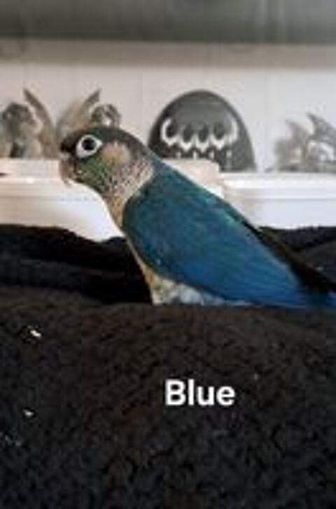   Jeunes conures Maolina turquoise opaline 