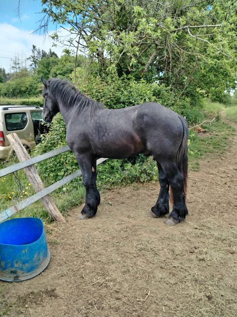 POULAIN TRAIT PERCHERON 2 ANS 2000 89130 Dracy