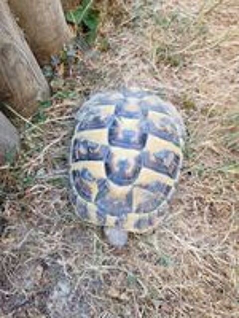   Tortue Terrestre mâle 4 ans 