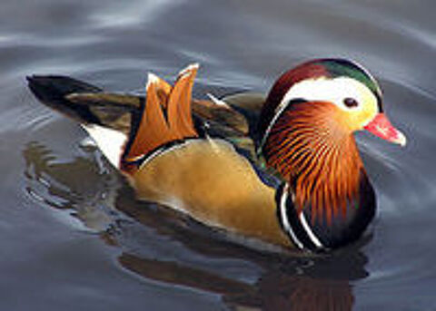   Canards mandarins 