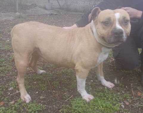 ALLUMETTE, crois&eacute;e bouledogue fran&ccedil;ais 5 ans 220 34500 B�ziers