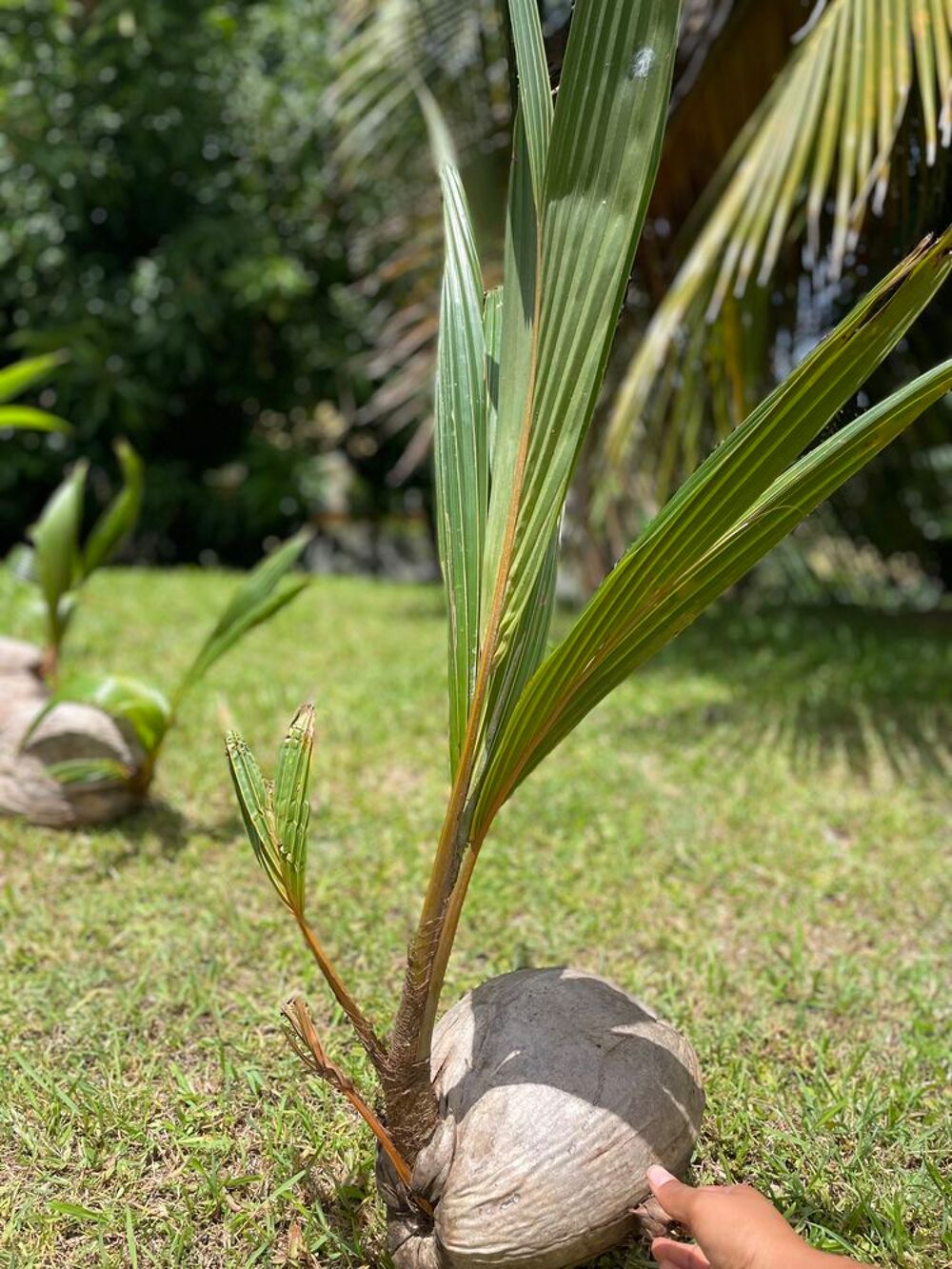 Plan coco nain Jardin