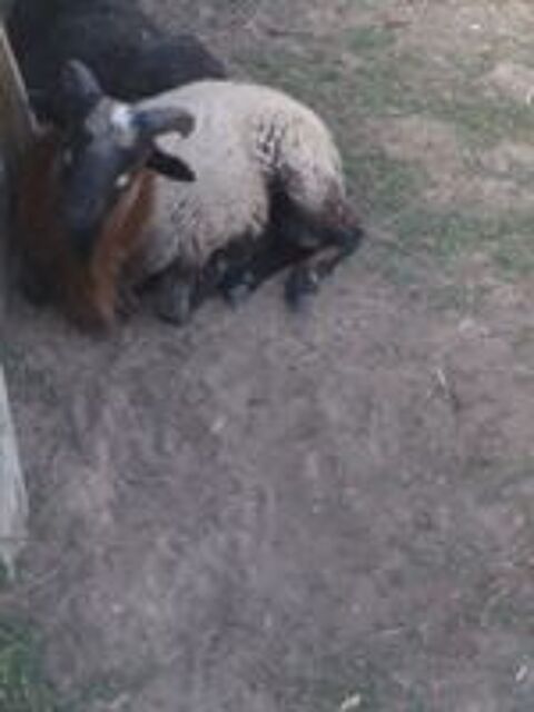  Mouton  