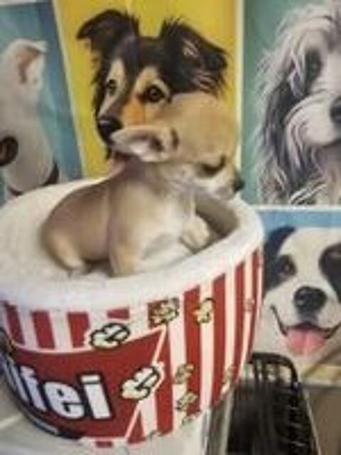   chihuahua 