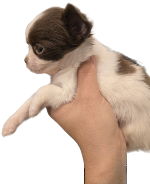 Chihuahua femelle poil long 550 31800 Saint-gaudens