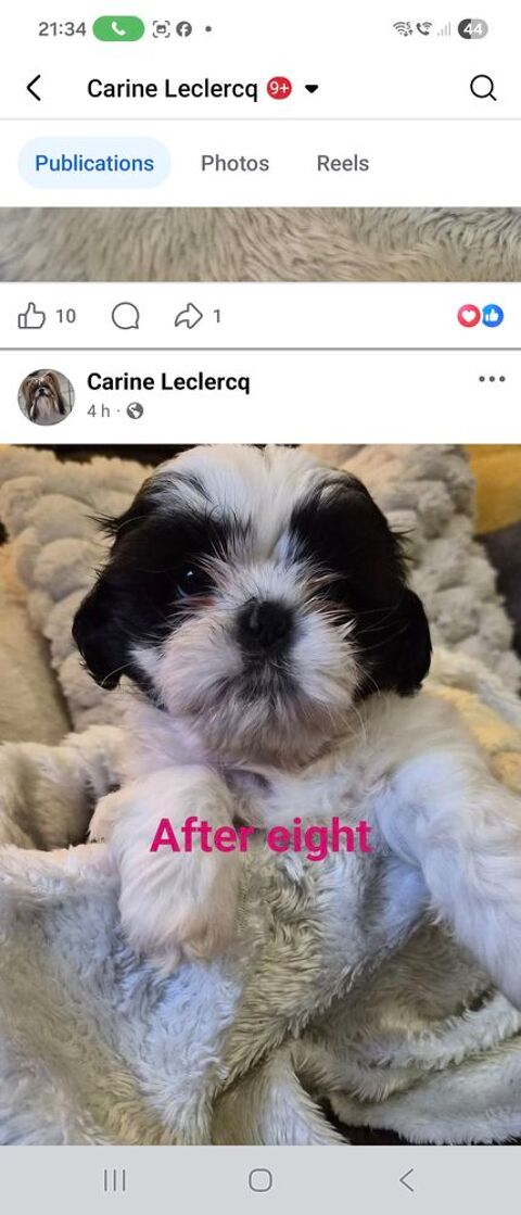 3 superbes petits males disponibles 1400 34300 Agde