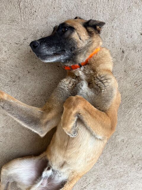Berger Belge Malinois LOF 0 42260 Saint-germain-laval
