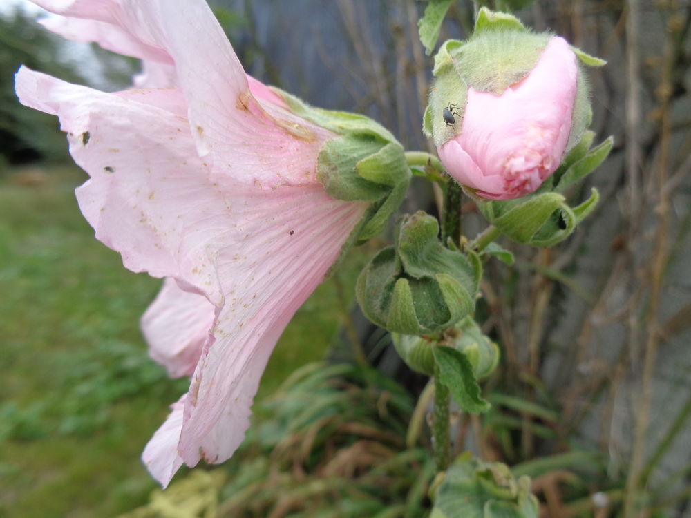roses tr&eacute;mi&egrave;res Jardin