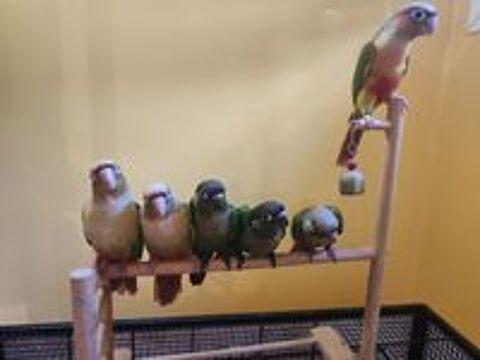   Conure de molina eam en cours de sevrage 