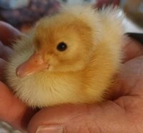   Poule canard oies faisan  