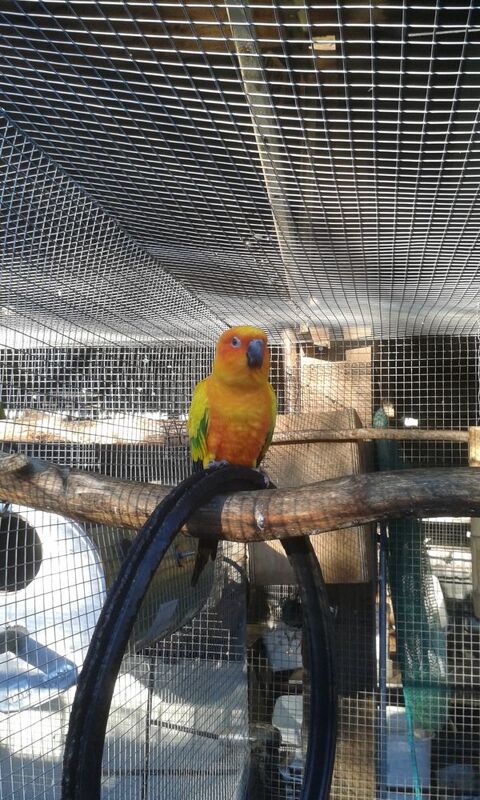 conure soleil 200 87620 S�reilhac