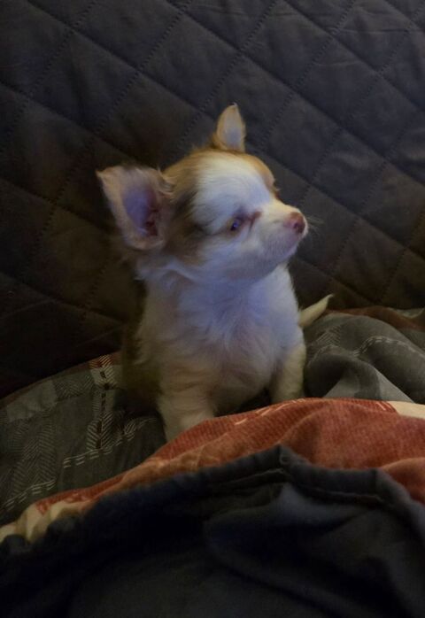 Chihuahua m&acirc;le 300 02260 La capelle