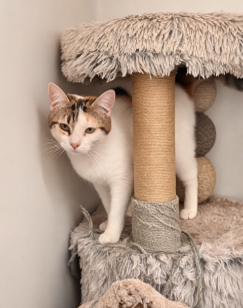 COPELIA CHATONNE TRICOLORE 9 MOIS 225 92260 Fontenay-aux-roses