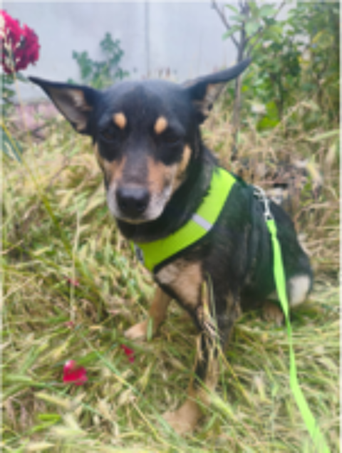   AL'ADOPTION JOUJA 