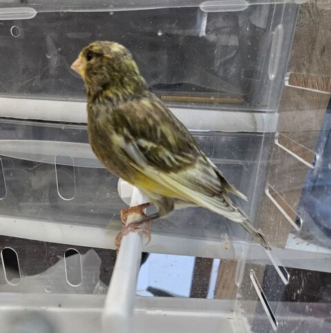 Canaris London fancy jaune 70 33140 Villenave-d'ornon