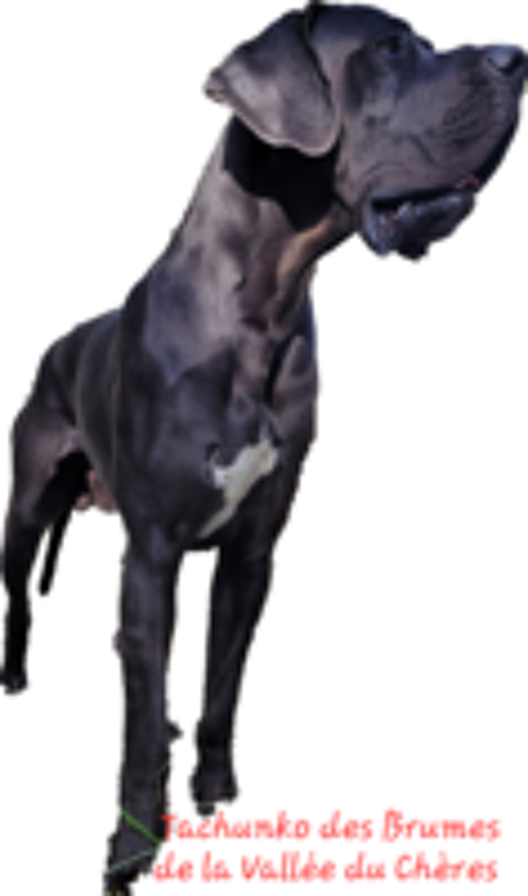   Don dogue allemand  