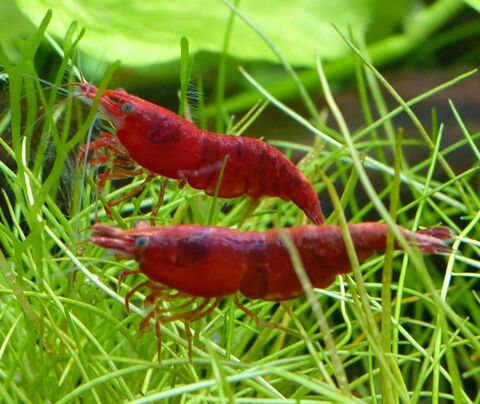 Crevettes Neocaridina davidi : Red Sakura / Red Cherry 1 28700 Aunay-sous-auneau