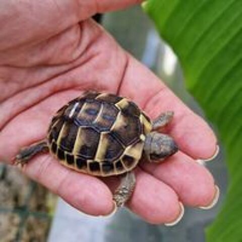   Bébé tortue ILE DE FRANCE 