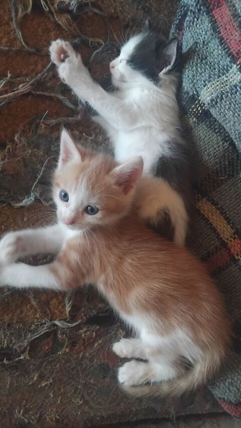Donne 5 petits chatons 0 03140 Chantelle