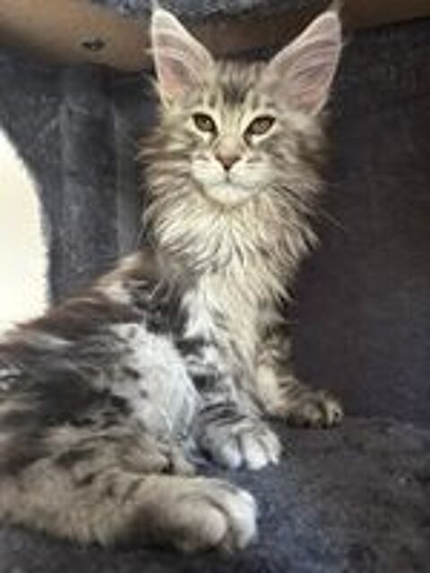   Chatons Mâles Maine Coon  