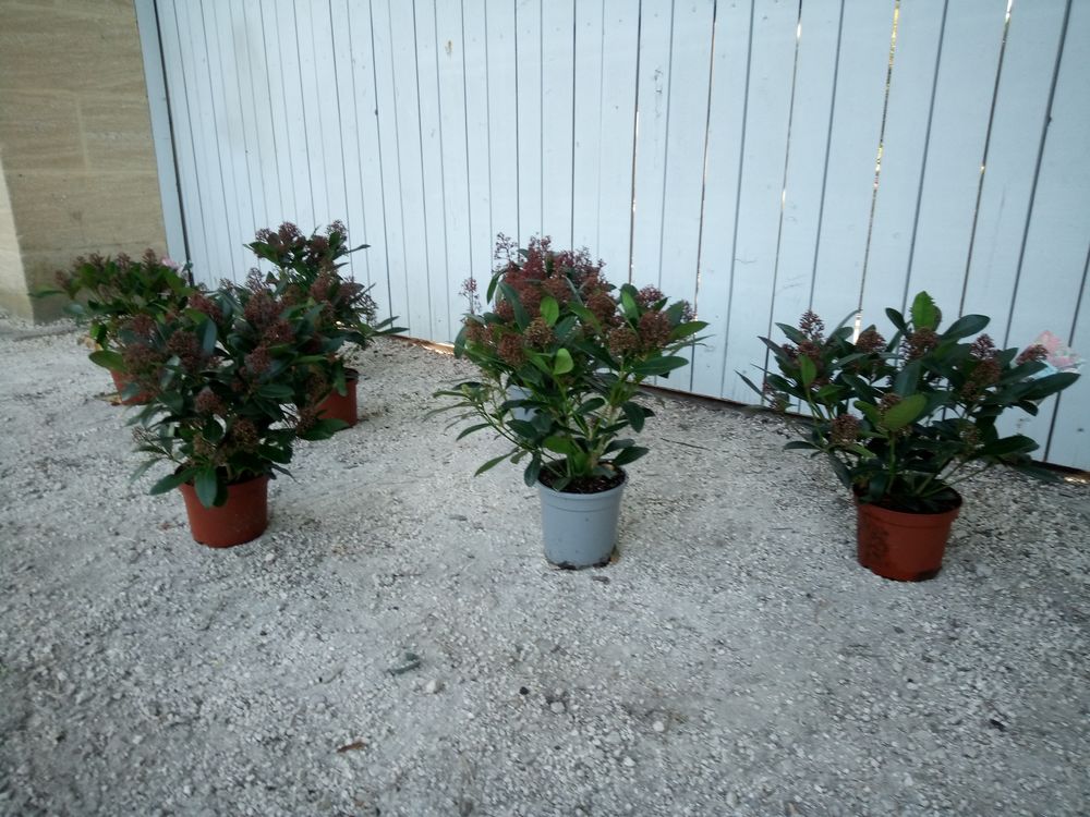 Skimmia 'Japonica' en container. ??????? Jardin